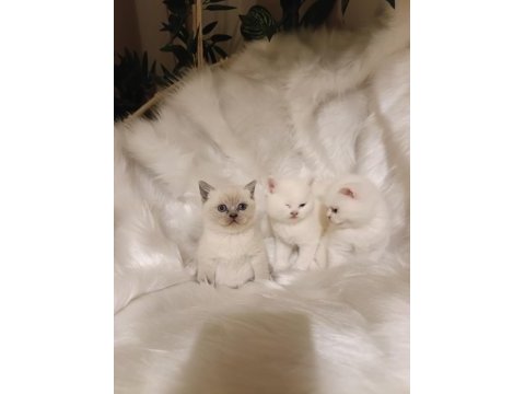 Sevimli british shorthair bebekler