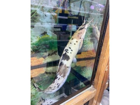 Erkut pet'den benekli clarias kedi balığı