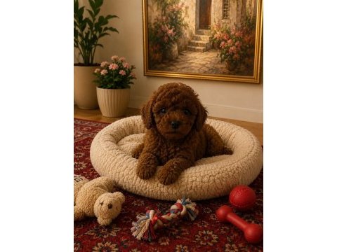 Red brown poodle yavrularim ev üretimi