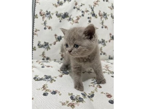 Mersin british shorthair yavrularımız