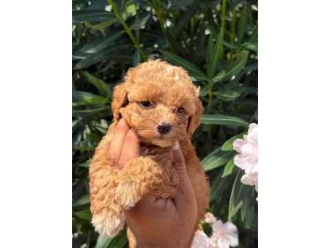 Maltipoo mınık mı mınıkler