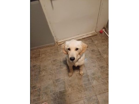 Has golden retriever yavru erkek