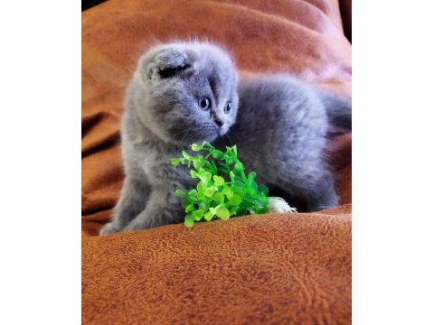 Muhteşem güzellikte scottish fold yavrularımız