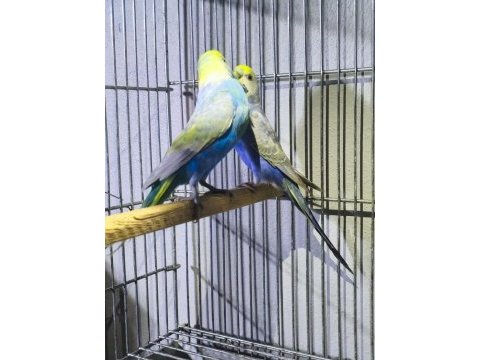Rainbow takım muhabbet kuşu