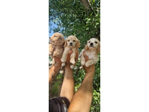 A kalite orjinal cavalier king charles yavrularımız