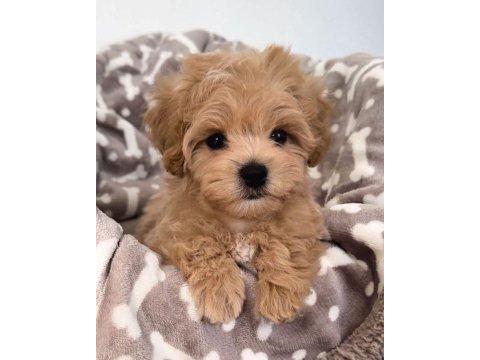 Maltipoo yavrular acık ve esmer renk çeşitleri