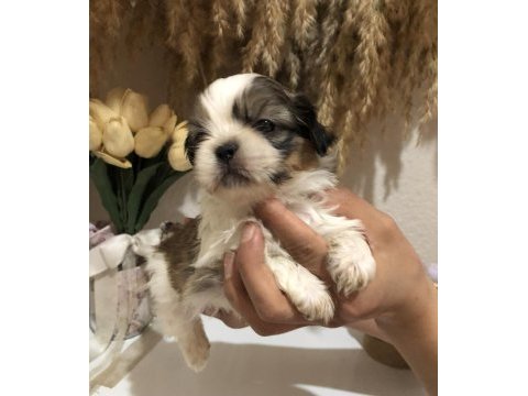 Küt burun kısa bacak orjinal a++ kalite köpeklerimiz