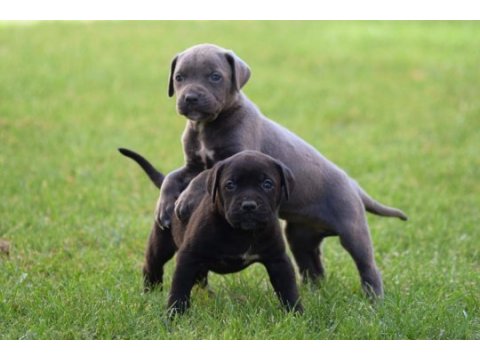 Heybetli üst kalite cane corso yavrular