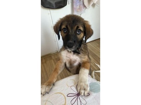 3 aylık sevimli yavru köpeğimiz