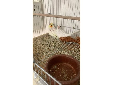 Bebek yeni düşmüş sultan papağanları