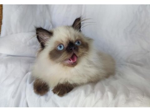 Çok güzel ve özel panda exotic shorthair