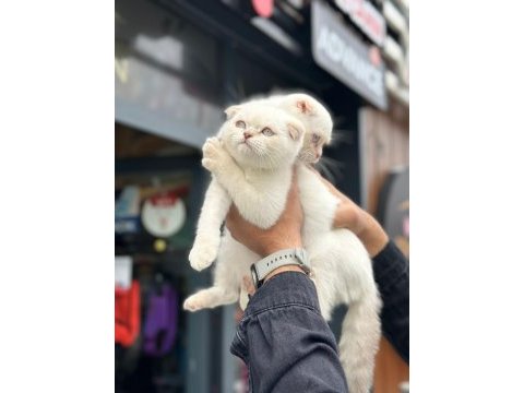Ankaranın en güzel scottish fold bebekleri