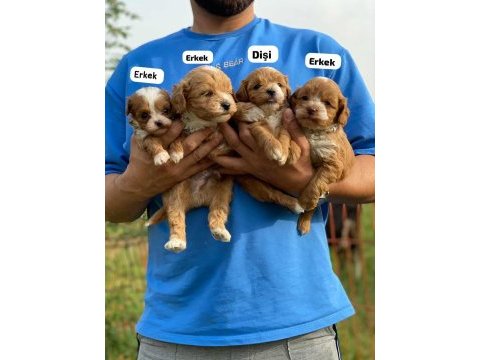 Maltipoo bebeklerim