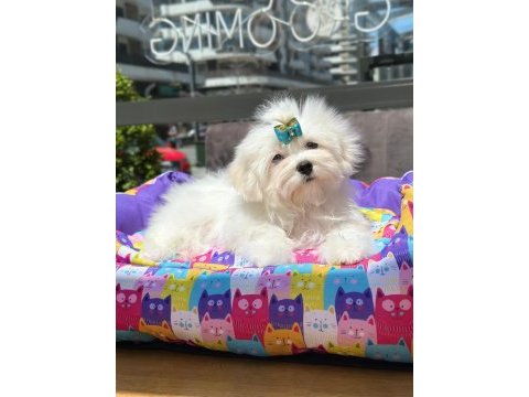 Kore maltese