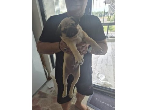 Sahiplendirilecek pug köpeğimiz