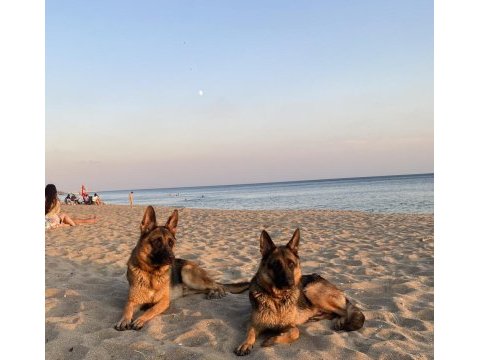 Safkan alman kurt köpeği