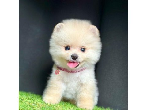Safkan pomeranian boo bebekler