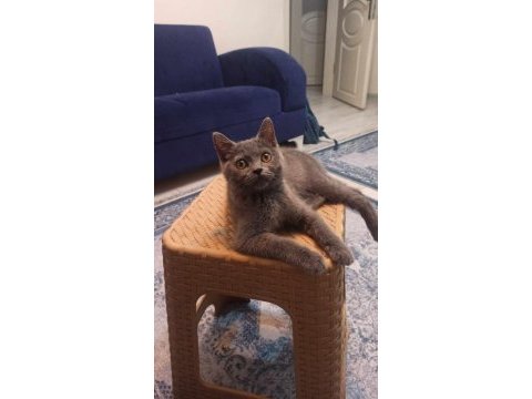 4 aylık dişi uysal british shorthair kedimiz