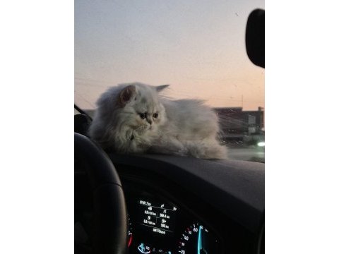 Çok çok güzel safkan yavru british longhair ns11
