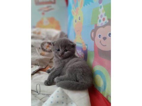 Scottish fold kızımız yuvasını arıyor