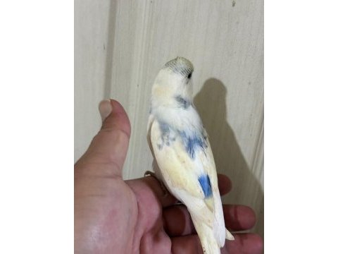 30 günlük konuşturmalık muhabbet kuşu bebek