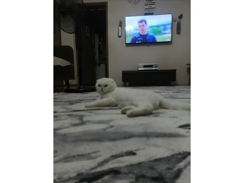 2 yaşında beyaz scottish fold