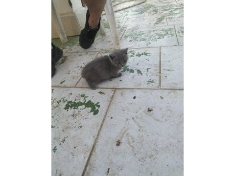 British shorthair yavru dişi