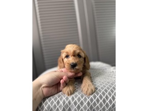 Küçük maltipoo