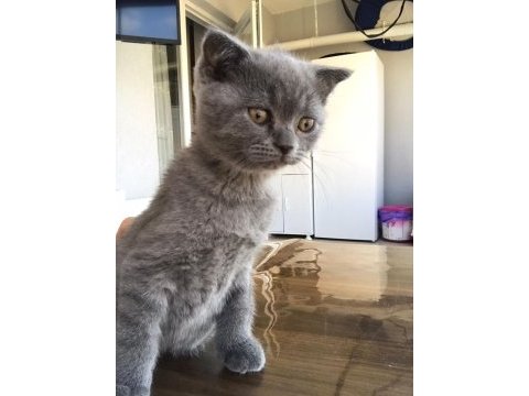 2 tane yavru ve anne kedileri birlikte saihplendirilecek