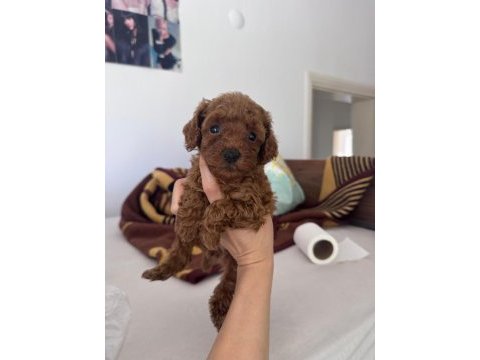 Core toy poodle bebeklerim yeni sahibini bekliyor