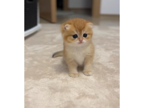British longhair ve shorthair 2 erkek bebeğimiz
