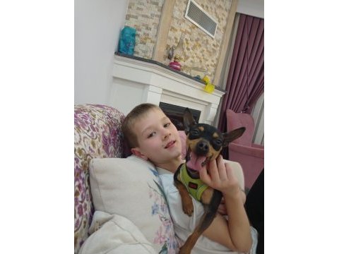 Sıfır numara pinscher orjinal