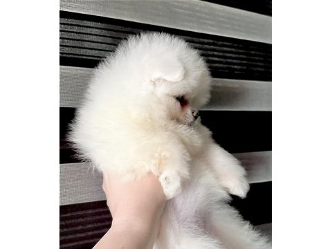 Pomeranian biblo suratlı bebekler