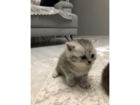 25 nisan doğumlu british shorthair yavrularım