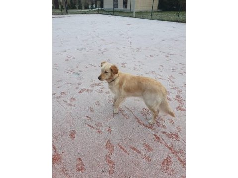 İnsan canlısı dişi golden retriever