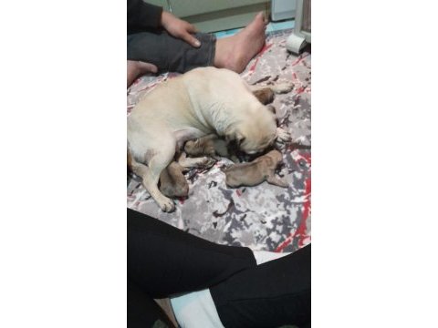 Evde çocuk olduğu için veriyoruz pug