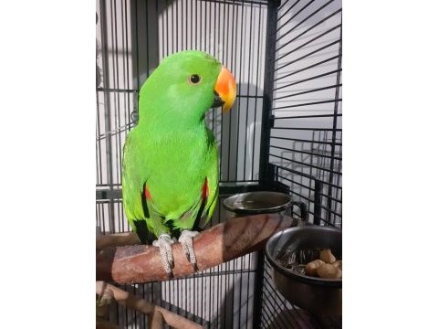 Koleksiyonluk arayanlar eclectus
