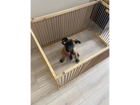Kara maske malinois erkek yavru