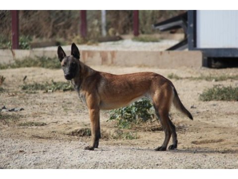 Fcı a şecere malinois