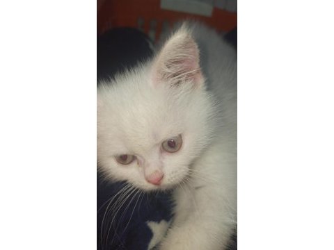 2 aylık british shorthair