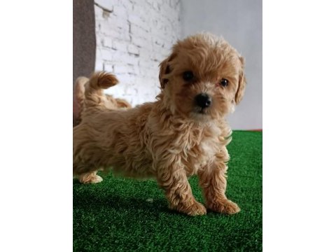 Maltipoo köpeği yavrularımız