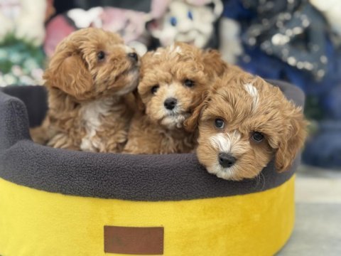 Ankaranın  en seçkin kore maltipoo yavruları