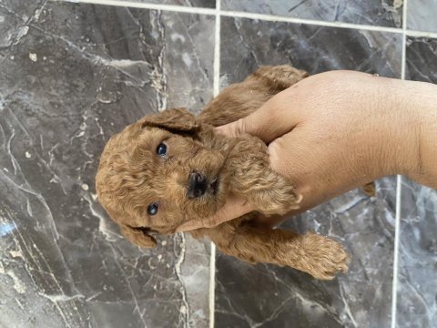 Orjinal minyatür toy poodle yavrular