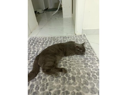 Sevimli kedi