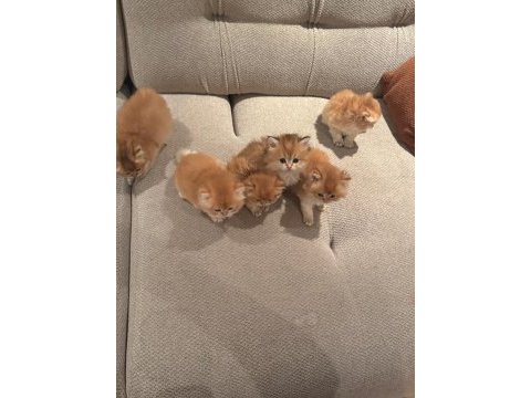 Golden ny12 ny11 kodlu efsane kalite yavru kediler