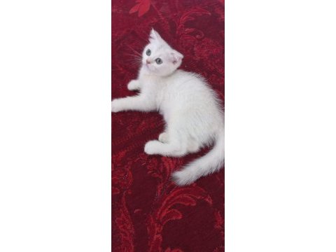 Scottish fold oğlumuza yuva arıyoruz