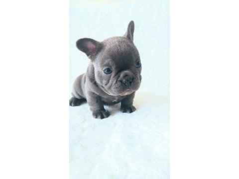 Egzotic french bulldog yavruları izmir