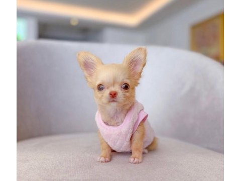 Mini boy oyuncak gibi chihuahua
