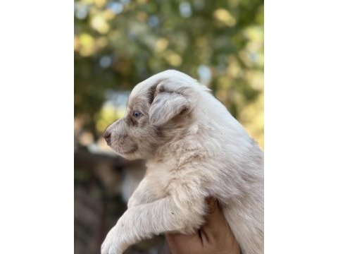Üreticiden red merle blue merle border collıe