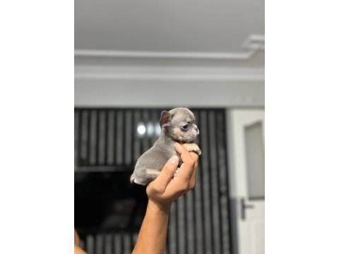 Micro boy erkek bluetan french bulldog